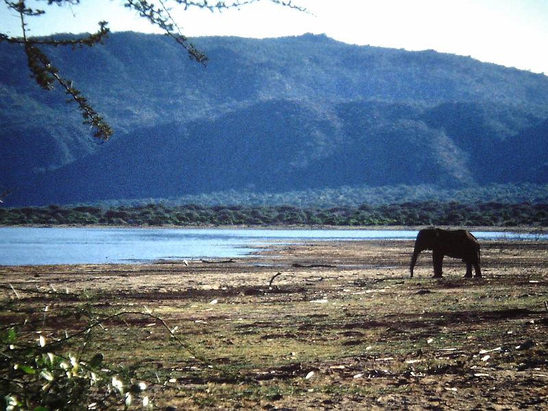 Afrc 00 349 Elefant i llac Manyara.jpg